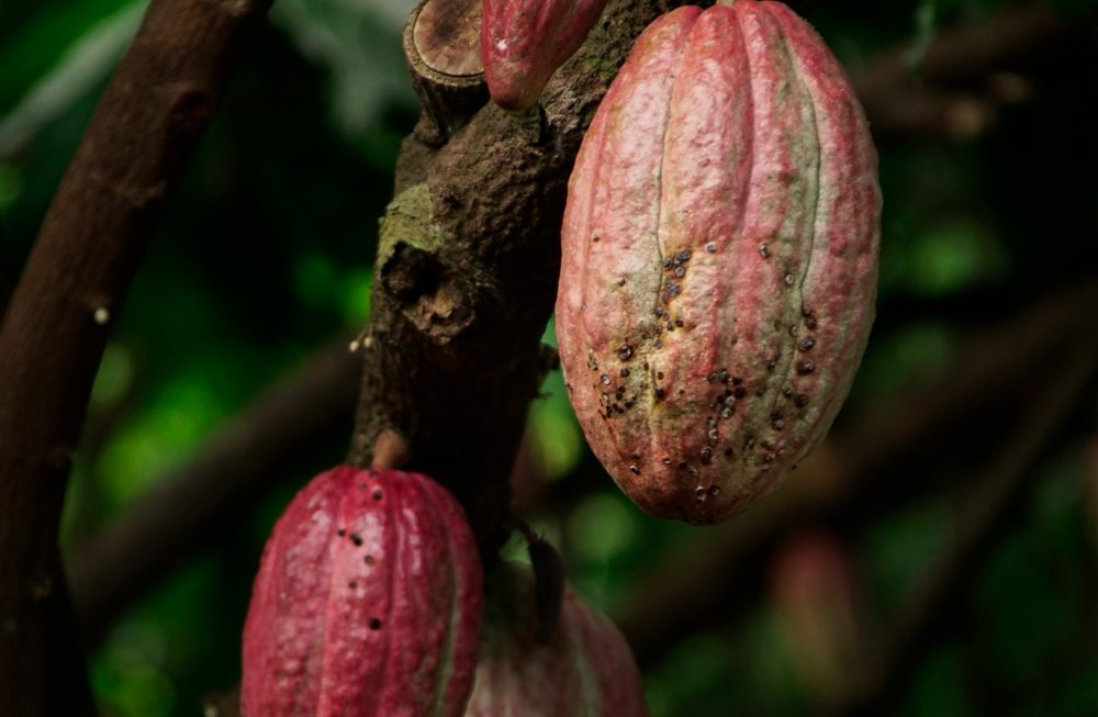 Cacau e estresse oxidativo