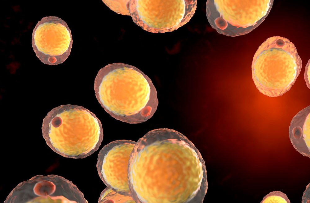 Adiponectina: estrutura, funções fisiológicas, papel nas doenças e efeitos da Nutrição