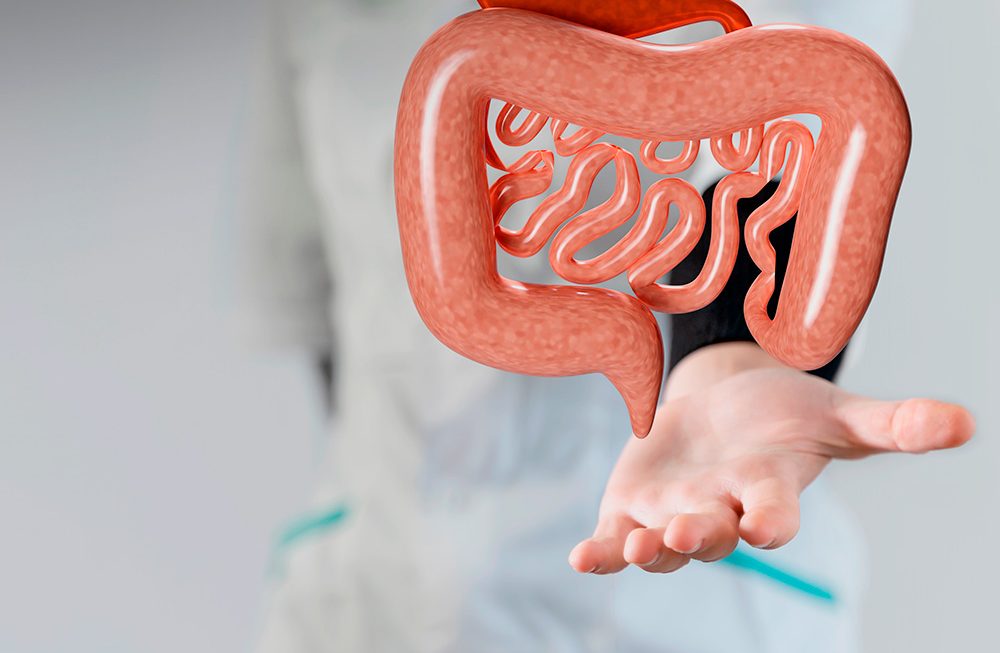 Alimentação e o trato gastrointestinal
