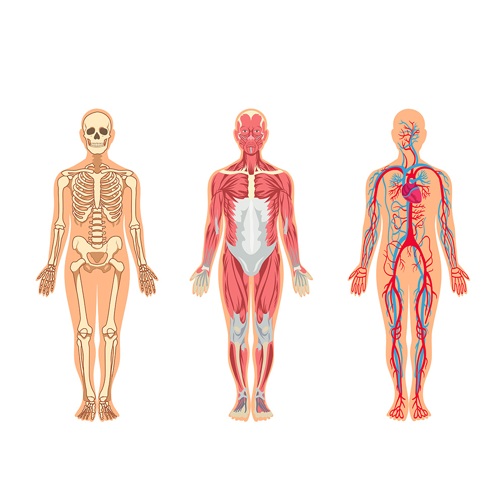 Imagem ilustrativa com os diferentes compartimentos corporais