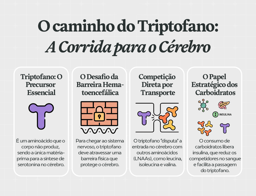 O caminho do triptofano: a corrida para o cérebro